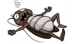 蟑螂漫画,揭示都市生活的另类视角